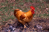 Animal, animals, bird, birds, chicken, chickens, hen, hens, poultry, free-range chicken, free-range chickens, free-range, agriculture, farm, farms, poultry farm, poultry farms, organic, rooster, roosters.