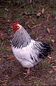Animal, animals, bird, birds, chicken, chickens, hen, hens, poultry, free-range chicken, free-range chickens, free-range, agriculture, farm, farms, poultry farm, poultry farms, organic, rooster, roosters.