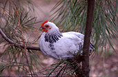 Animal, animals, bird, birds, hen, hens, chicken, chickens, free-range chicken, free-range chicken, free-range, poultry, poultry farm, poultry farms, pine, pine tree, pine trees, roost, roosts, roosting, tree, trees, conifer, conifers.