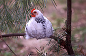 Animal, animals, bird, birds, chicken, chickens, hen, hens, poultry, free-range chicken, free-range chickens, free-range, agriculture, farm, farms, poultry farm, poultry farms, organic, roost, roosts, roosting.