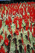 Australia, south Australia, SA, adelaide, rymill park, pattern, patterns, reconcile, reconciliation, Australian artists against racism, AAAR, Native title and reconciliation, native title, native titles, ANTAR, aboriginal, aboriginals, aborigine, aborigines, racism, racist, hand, hands, sea of hands, indigenous, indigenous people, indigenous australians, torres strait islanders.