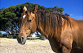 Animal, animals, horse, horses, brown, brown horse, brown horses, australia.
