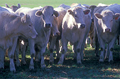Australia, Farming, Farmland, farm, farms, Cows, animal, animals, cattle, meat industry, meat trade, livestock, Agriculture, Gulgong, NSW, New South Wales, rural, rural scene, rural scenes.