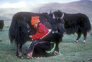 Asia, Asian, China, Chinese, Tibet, Tibetan, nomad, nomads, nomadic, bovine, bovines, bos, grunniens, bos grunniens, animal, animals, yak, yaks, milk, milks, milking, people, woman, women, bucket, buckets.