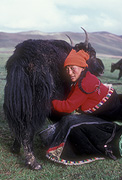 Asia, Asian, China, Chinese, Tibet, Tibetan, nomad, nomads, nomadic, bovine, bovines, bos, grunniens, bos grunniens, animal, animals, yak, yaks, milk, milks, milking, people, woman, women, bucket, buckets.