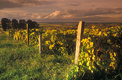 Agriculture, Australia, Fruit, Grape, Grapes, Vine, vines, vineyard, vineyards, grapevine, grapevines, grape vine, grape vines, vitis, industry, wine, wine industry, rural, rural scene, rural scenes, nsw, new South Wales, orange.