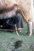 Asia, Asian, China, Chinese, Tibet, Tibetan, nomad, nomads, nomadic, bovine, bovines, bos, grunniens, bos grunniens, animal, animals, yak, yaks, milk, milks, milking, people, woman, women, bucket, buckets.