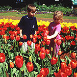 People, child, children, outdoors, boy, boys, male, males, girl, girls, female, females, garden, gardens, tulip, tulips, red, red flower, red flowers, festival, festivals, flower festival, flower festivals, sibling, siblings.