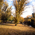 Australia, vic, victoria, bright, autumn, autumn scene, autumn scenes, tree, trees, river, rivers, ovens, ovens river, park, parks, autumn scene, autumn scenes.