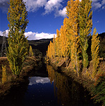 Australia, vic, victoria, beauty, mt beauty, mount beauty, autumn, great dividing range, autumn scene, autumn scenes, tree, trees, river, rivers, water, poplar, poplars, poplar tree, poplar trees, river, rivers, water, kiewa, kiewa river, valley, valleys, kiewa valley.