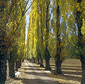 Australia, Vic, Victoria, Myrtleford, road, roads, unsealed, unsealed road, unsealed roads, track, tracks, tree, trees, poplar, poplars, poplar tree, poplar trees, populus, autumn, autumn scene, autumn scenes.