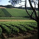 Agriculture, Australia, Fruit, Grape, Grapes, Vine, vines, vineyard, vineyards, grapevine, grapevines, grape vine, grape vines, vitis, industry, wine, wine industry, rural, rural scene, rural scenes, vic, victoria, mornington peninsula, mornington.