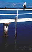 Australia, river, rivers, water, marker, markers, depth, depth marker, depth markers, water level, water levels, jetty, jetties, pier, piers, measure, measures, measuring, measuring stick, measuring sticks, water height, bird, birds, australian bird, australian birds, pelican, pelicans, flood, flood marker, flood markers.