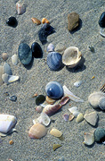 Hand, hands, shell, shells, sea shell, sea shells, seashell, seashells, beach, beaches, shell beach, shell beaches.