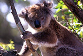 Australia, gum tree, gum trees, eucalyptus, eucalyptus tree, eucalyptus trees, Animal, Animals, Mammal, Mammals, Marsupial, Marsupials, Australian animal, Australian animals, Koala, Koalas, PHASCOLARCTOS CINEREUS, phascolarctos, tree, trees.