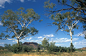 Australia, nt, northern territory, outback, australian outback, outback australia, namatjira, tree, trees, gum tree, gum trees, eucalyptus, eucalyptus tree, eucalyptus trees.