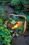Vegetable, vegetables, mixed, mixed vegetables, capsicum, capsicums, carrot, carrots, cabbage, cabbages, tomato, tomatoes, lettuce, lettuces, carrot, carrots, artichoke, artichokes, globe, globe artichoke, globe artichokes, basket, baskets.