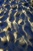 Australia, Australian, Australian desert, Australian deserts, Desert, deserts, desert scenes, footprint, footprints, sand, northern territory, nt.