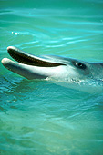 Australia, australian, Marinelife, Marine life, Aquatic, Aquatic life, Sea life, Sealife, Placental Mammal, Placental mammals, mammal, mammals, dolphin, dolphins, Bottlenose dolphin, Bottlenose dolphins, Tursiops, Tursiops truncatus, shark bay, bay, bays, WA, Western Australia, water.