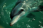 Australia, australian, Marinelife, Marine life, Aquatic, Aquatic life, Sea life, Sealife, Placental Mammal, Placental mammals, mammal, mammals, dolphin, dolphins, Bottlenose dolphin, Bottlenose dolphins, Tursiops, Tursiops truncatus, shark bay, bay, bays, WA, Western Australia, water.
