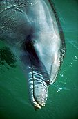 Australia, australian, Marinelife, Marine life, Aquatic, Aquatic life, Sea life, Sealife, Placental Mammal, Placental mammals, mammal, mammals, dolphin, dolphins, Bottlenose dolphin, Bottlenose dolphins, Tursiops, Tursiops truncatus, shark bay, bay, bays, WA, Western Australia, water.