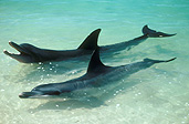 Australia, australian, Marinelife, Marine life, Aquatic, Aquatic life, Sea life, Sealife, Placental Mammal, Placental mammals, mammal, mammals, dolphin, dolphins, Bottlenose dolphin, Bottlenose dolphins, Tursiops, Tursiops truncatus, shark bay, bay, bays, WA, Western Australia, water.