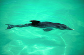 Australia, australian, Marinelife, Marine life, Aquatic, Aquatic life, Sea life, Sealife, Placental Mammal, Placental mammals, mammal, mammals, dolphin, dolphins, Bottlenose dolphin, Bottlenose dolphins, Tursiops, Tursiops truncatus, shark bay, bay, bays, WA, Western Australia, water.