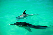 Australia, australian, Marinelife, Marine life, Aquatic, Aquatic life, Sea life, Sealife, Placental Mammal, Placental mammals, mammal, mammals, dolphin, dolphins, Bottlenose dolphin, Bottlenose dolphins, Tursiops, Tursiops truncatus, shark bay, bay, bays, WA, Western Australia, water.