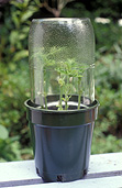 Gardener, gardeners, gardening, propagate, propagates, propagating, propagation, plant propagation, seedling, seedlings, herb, herbs, jar, jars, glass, glass jar, glass jars, pot, pots, garden pot, garden pots, outdoor pot, outdoor pots, terarium, terariums, pot, pots, potted herbs.