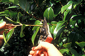 Gardener, gardeners, gardening, cutting, cuttings, prune, prunes, pruning, propagate, propagates, propagating, propagation, plant propagation, secateur, secateurs, hand, hands, tool, tools, gardening tool, gardening tools.