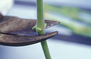 Propagate, propagates, propagating, propagation, prune, prunes, pruning, herb, herbs, secateur, secaterus, tool, tools, garden tool, garden tools, gardening tool, gardening tools.