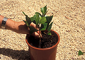 Gardener, gardeners, gardening, cutting, cuttings, propagate, propagates, propagating, propagation, plant propagation, hand, hands, pot, pots, outdoor pot, outdoor pots, garden pot, garden pots, hardwood.
