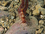 Australia, Australian, Marinelife, Marine life, Aquatic, Aquatic life, Sea life, Sealife, underwater, underwater scene, underwater scenes, worm, worms, segmented, segmented worm, segmented worms, eunice, aphroditois, eunice aphroditois, port victoria, pt victoria, sa, south australia, JL21,