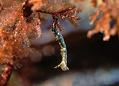 Australia, Australian, Marinelife, Marine life, Aquatic, Aquatic life, Sea life, Sealife, sea slug, sea slugs, nudibranch, nudibranchs, underwater, underwater scene, underwater scenes, opisthobranchia, mollusc, molluscs, marine mollusc, marine molluscs, elysia, elysia australis, australis, port victoria, pt victoria, sa, south australia, JL21,