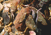 Australia, Australian, Marinelife, Marine life, Aquatic, Aquatic life, Sea life, Sealife, underwater, underwater scene, underwater scenes, crab, crabs, crustacean, crustaceans, short haired, short haired crab, short haired crabs, actmnus, setifer, actmnus setifer, pt victoria, port victoria, sa, south australia, australias, JL21,