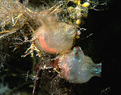 Australia, Australian, Marinelife, Marine life, Aquatic, Aquatic life, Sea life, Sealife, underwater, underwater scene, underwater scenes, ascidian, ascidians, colonial ascidian, colonial ascidians, colonial sea squirt, colonial seq squirts, sea squirt, sea squirts, sea-squirt, sea-squirts, solitary, solitary tunicate, solitary tunicates, solitary sea squirt, solitary sea squirt, herdmania, momus, galei, herdmania momus, herdmania momus galei, Ascidiacea, tunicate, tunicates, port turon, pt turon, SA, South Australia, JL21,