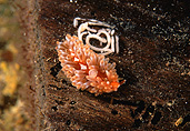 Australia, Australian, Marinelife, Marine life, Aquatic, Aquatic life, Sea life, Sealife, sea slug, sea slugs, nudibranch, nudibranchs, underwater, underwater scene, underwater scenes, phyllodesmium, egg, eggs, zooxanthellae, serrata, port victoria, sa, south australia, JL21,