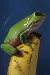 Australia, frog, green tree frog, frogs, amphibian, amphibians, amphibia, tree frog, tree frogs, green tree grog, green tree frogs, litoria, litoria caerulea.