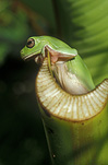 Australia, animal, animals, frog, frogs, green tree frog, green tree frogs, amphibian, amphibians, amphibia, tree frog, tree frogs, litoria, litoria caerulea.