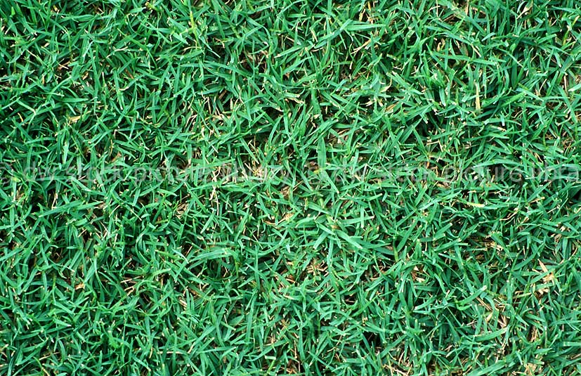 GREEN COUCH (CYODON DACTYLON)