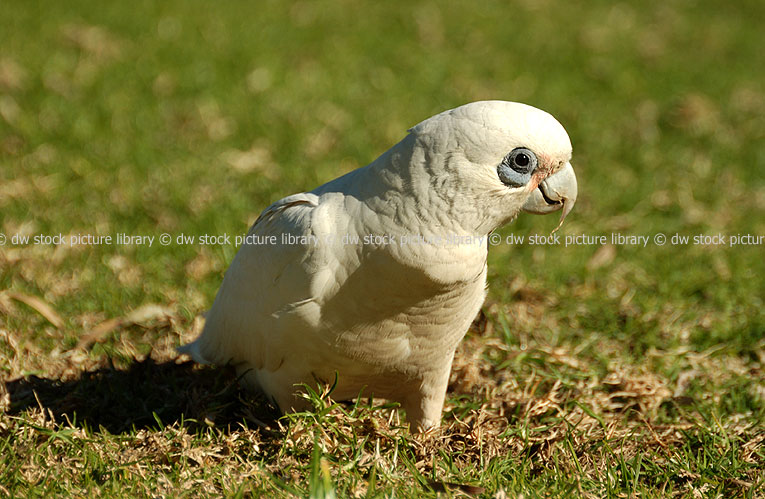 stock photo image: Animal, animals, Australia, Australian, Australian bird, Australian birds, Bird, Birds, corella, corellas, little corella, little corellas, cacatua, cacatua westralensis, parrot, parrots, WA, Australia, Western Australia.