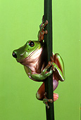 Frog, green tree frog, frogs, amphibians, amphibia, tree frog, tree frogs, green tree frogs, litoria, litoria caerulea, Australian frogs.