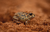 Animal, animals, frog, frogs, amphibian, amphibians, amphibia, Australia, australian, kunapalari, kunapalari frog, Kunapalari frogs, Neobacrachus kunapalari, neobacrachus, kunapalari, goldfields, WA, WEstern Australia.