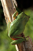 Amphibian, amphibians, amphibious, frog, frogs, tree frog, tree frogs, green tree frog, green tree frogs, litoria, caerulea, litoria caerulea, australia, australian.