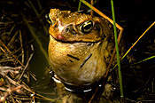 Animal, animals, amphibian, amphibians, amphibious, frog, frogs.