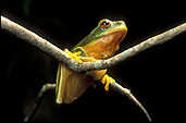 Animal, animals, frog, frogs, tree frog, tree frogs, green tree frog, green tree frogs, amphibian, amphibians, amphibious.