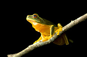 Amphibian, amphibians, amphibious, frog, frogs, tree frog, tree frogs, green tree frog, green tree frogs, litoria, caerulea, litoria caerulea, australia, australian.