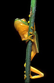 Animal, animals, frog, frogs, tree frog, tree frogs, green tree frog, green tree frogs, amphibian, amphibians, amphibious, australian, australia, graceful, tree, graceful tree frog, graceful tree frogs, litoria, gracilenta, litoria gracilenta.