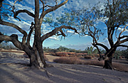 Australia, Australian outback, Explorers, Burke, Wills, Burke and Wills, tree, trees, dig tree, Cooper creek, Qld, Queensland, Birdsville, Birdsville Track, Coolibah, Diamantina River.