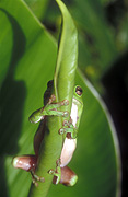 Australia, australian, frog, green tree frog, green tree frogs, frogs, amphibian, amphibians, amphibia, tree frog, tree frogs, green, green tree frogs, litoria, litoria caerulea, Australian frogs.